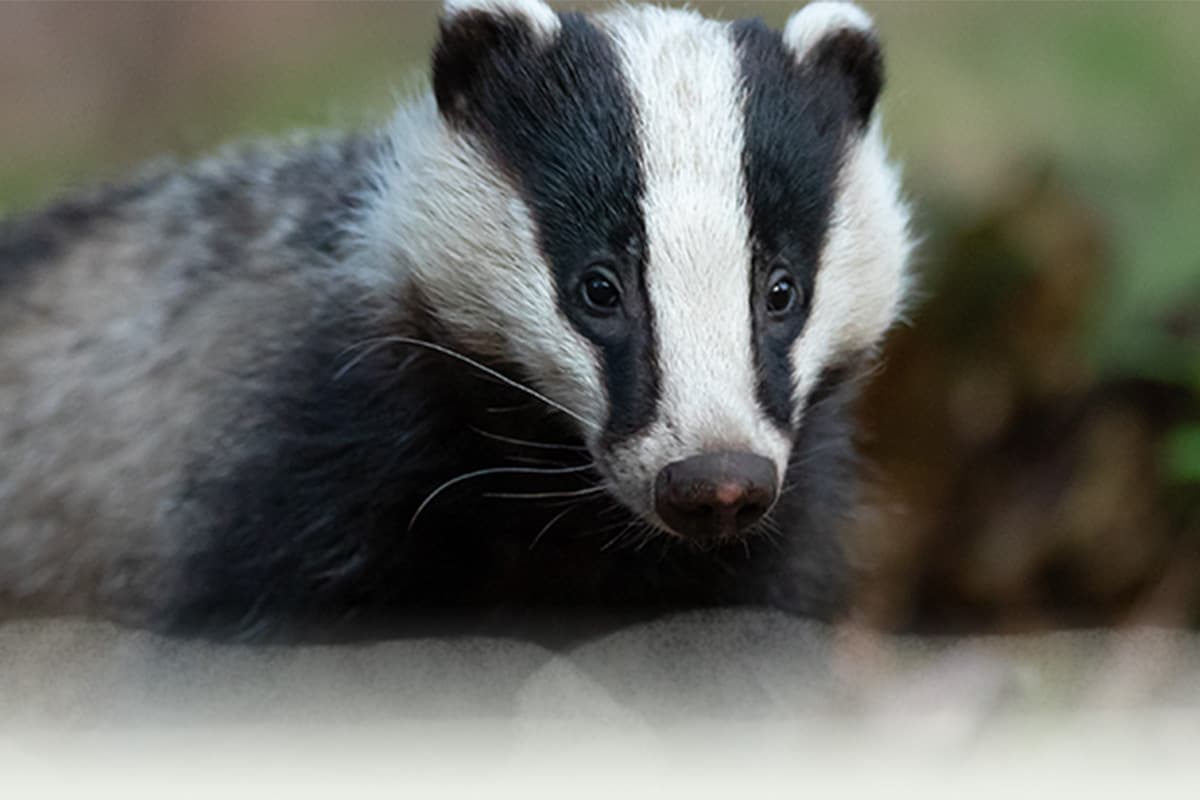 Badger - 24 Hour Emergency Expert Pest Control, Leek, Staffordshire